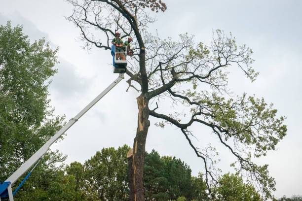 Professional Tree Care  in Sonterra, TX